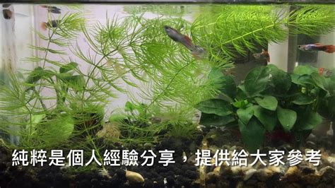 養魚先養水|養魚先養水之輕鬆來養孔雀魚第十集養水篇輕鬆養孔雀。